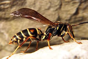 Paper Wasp