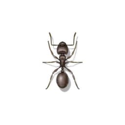 Pavement Ant