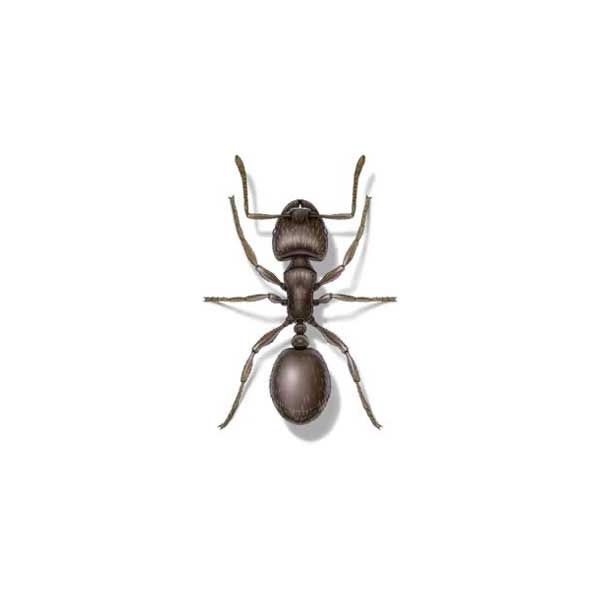 Pavement Ant
