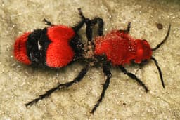 Velvet Ant