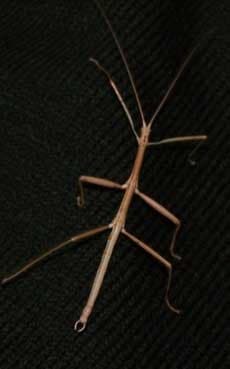 Walking Stick