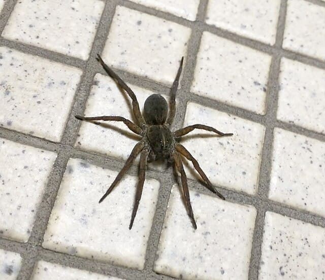 Wolf Spider