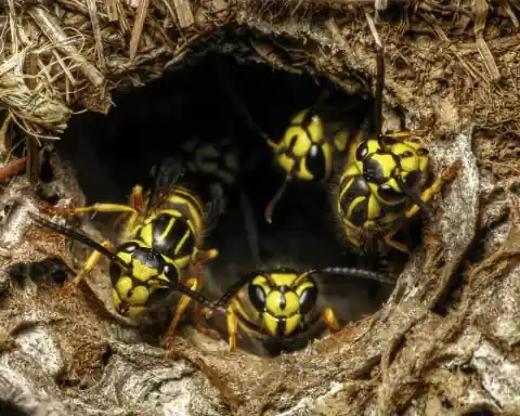 Yellowjacket