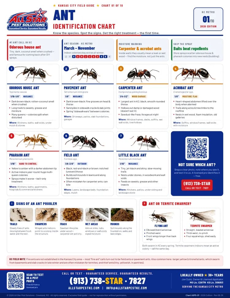 Ant Identification Chart from All Star Pest Solutions — Kansas City Field Guide