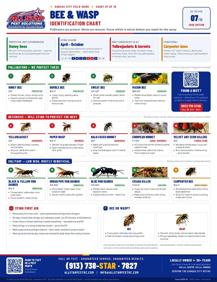Bee & Wasp Identification Chart from All Star Pest Solutions — Kansas City Field Guide