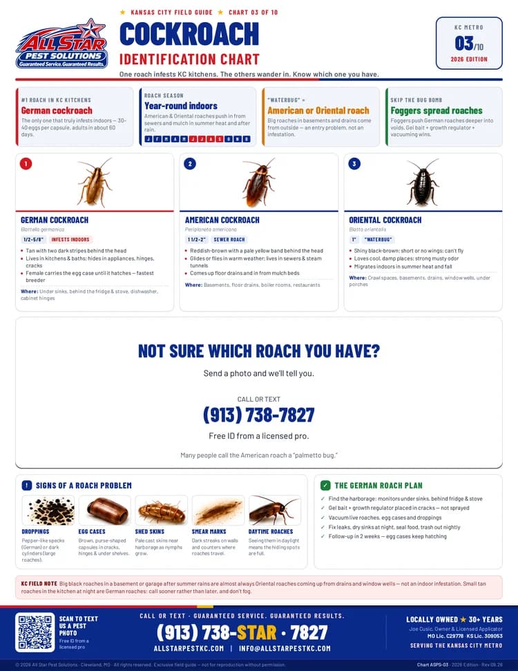 Cockroach Identification Chart from All Star Pest Solutions — Kansas City Field Guide
