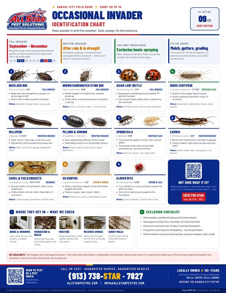 Occasional Invader Identification Chart from All Star Pest Solutions — Kansas City Field Guide