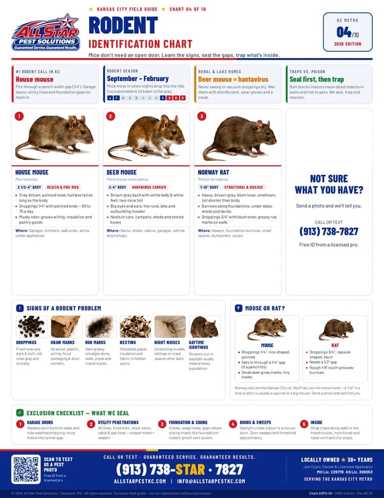 Rodent Identification Chart from All Star Pest Solutions — Kansas City Field Guide