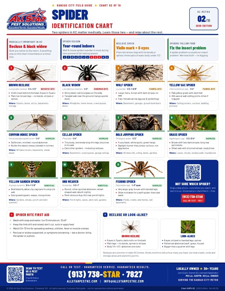 Spider Identification Chart from All Star Pest Solutions — Kansas City Field Guide
