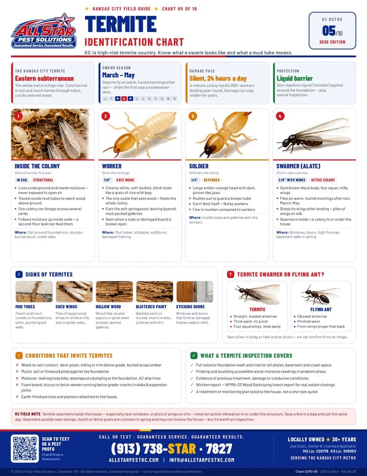 Termite Identification Chart from All Star Pest Solutions — Kansas City Field Guide