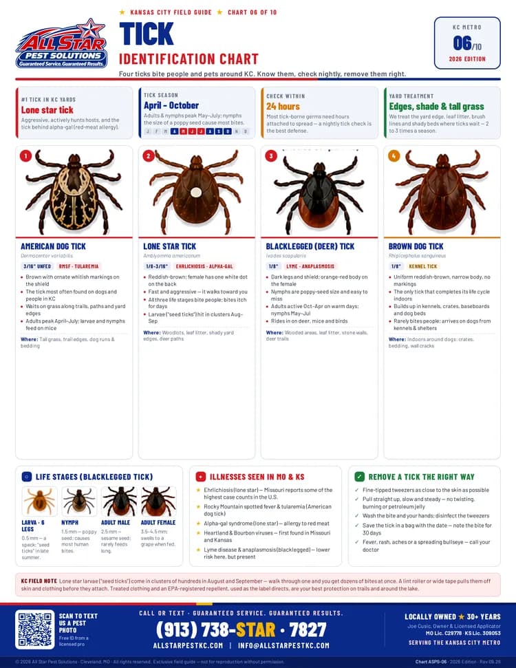 Tick Identification Chart from All Star Pest Solutions — Kansas City Field Guide