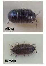 Sowbug