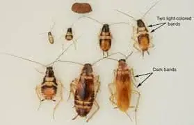 Brown-Banded Cockroach