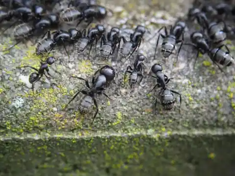 Field Ant