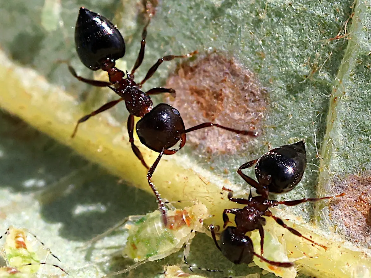 Acrobat Ant