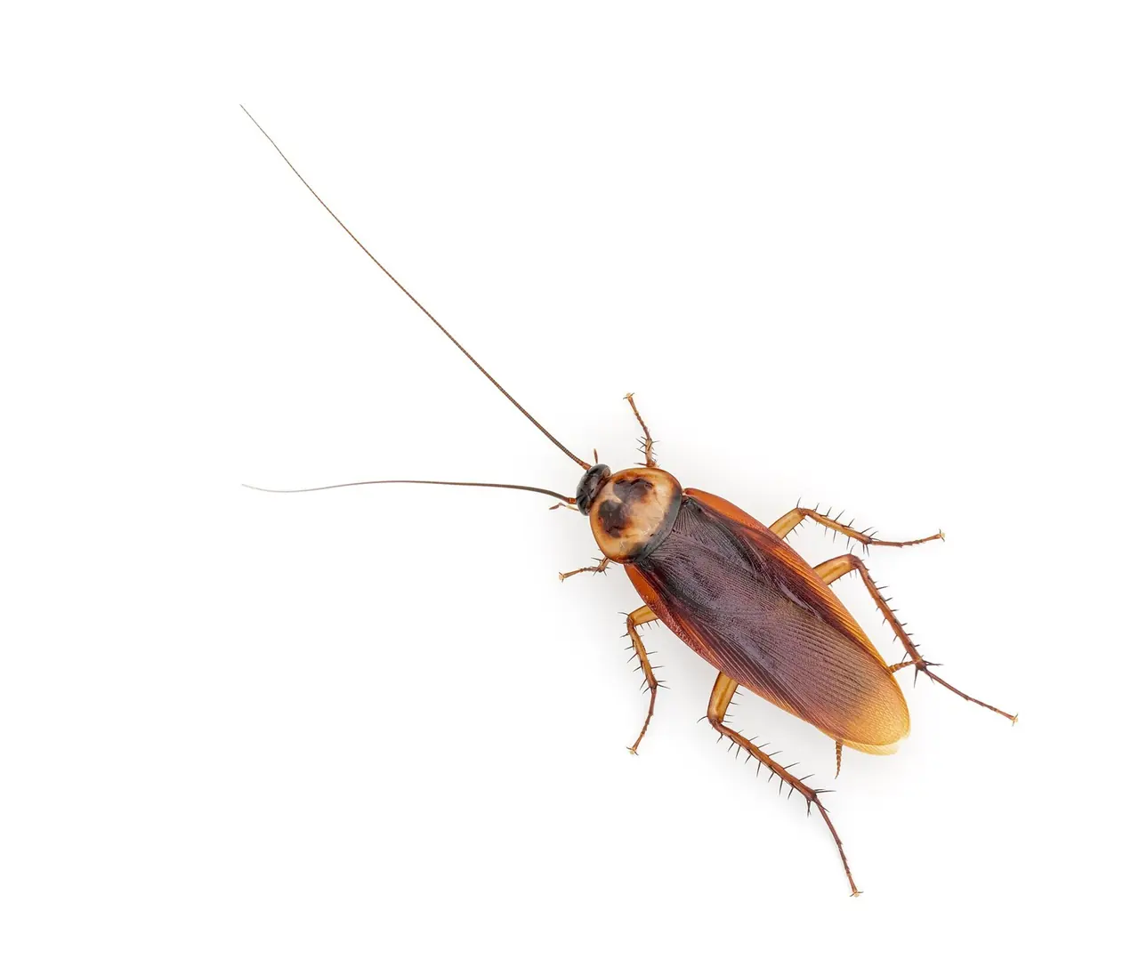 American Cockroach