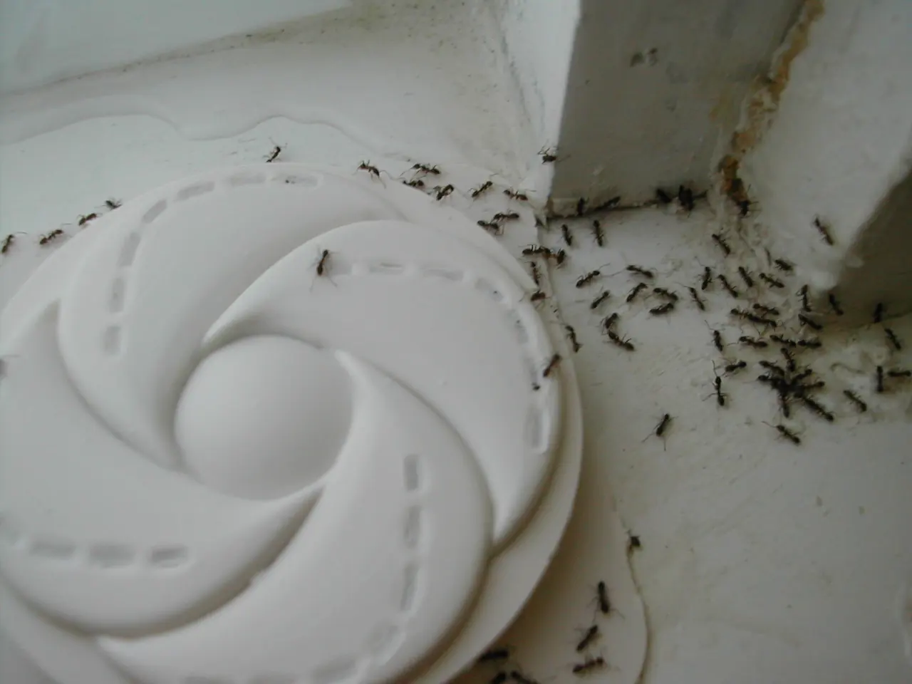 Argentine Ant