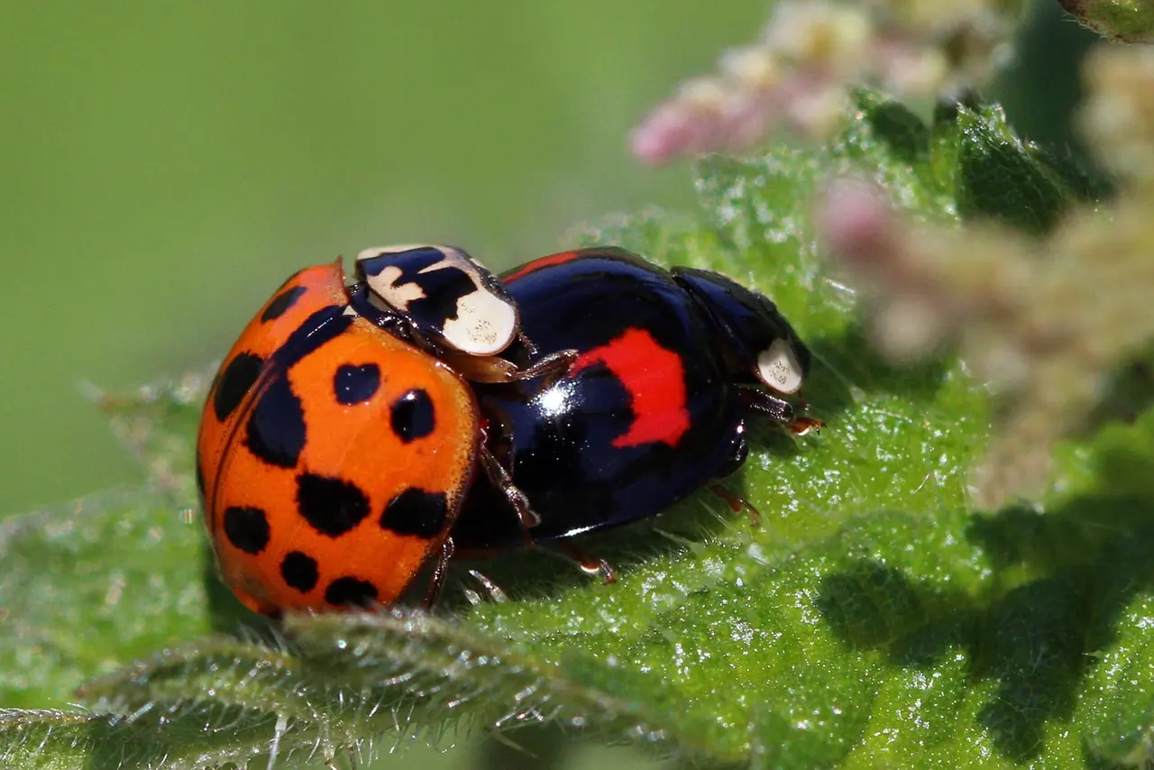 Asian Lady Beetle