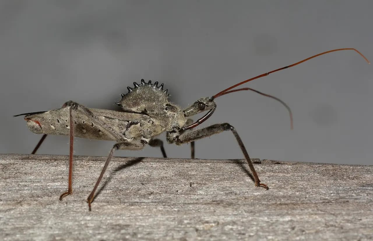 Assassin Bug
