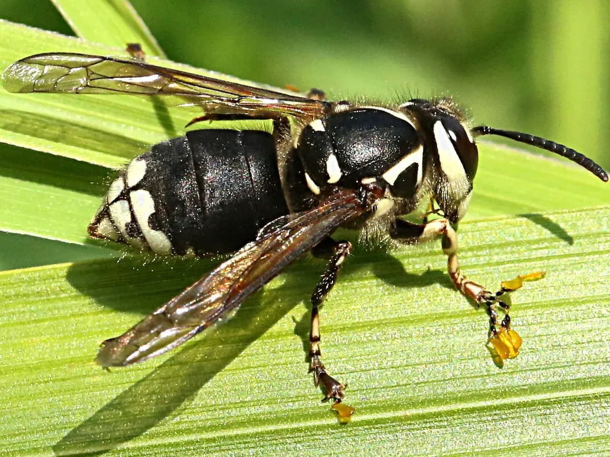 Bald-Faced Hornet
