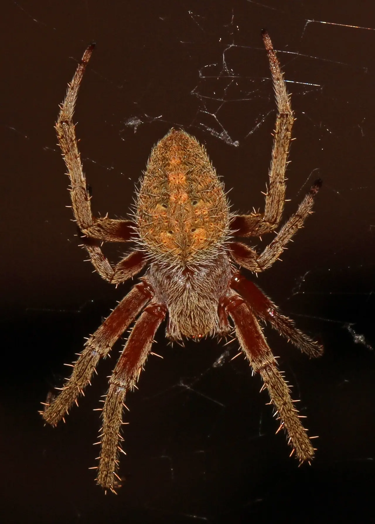 Barn Spider — identification photo