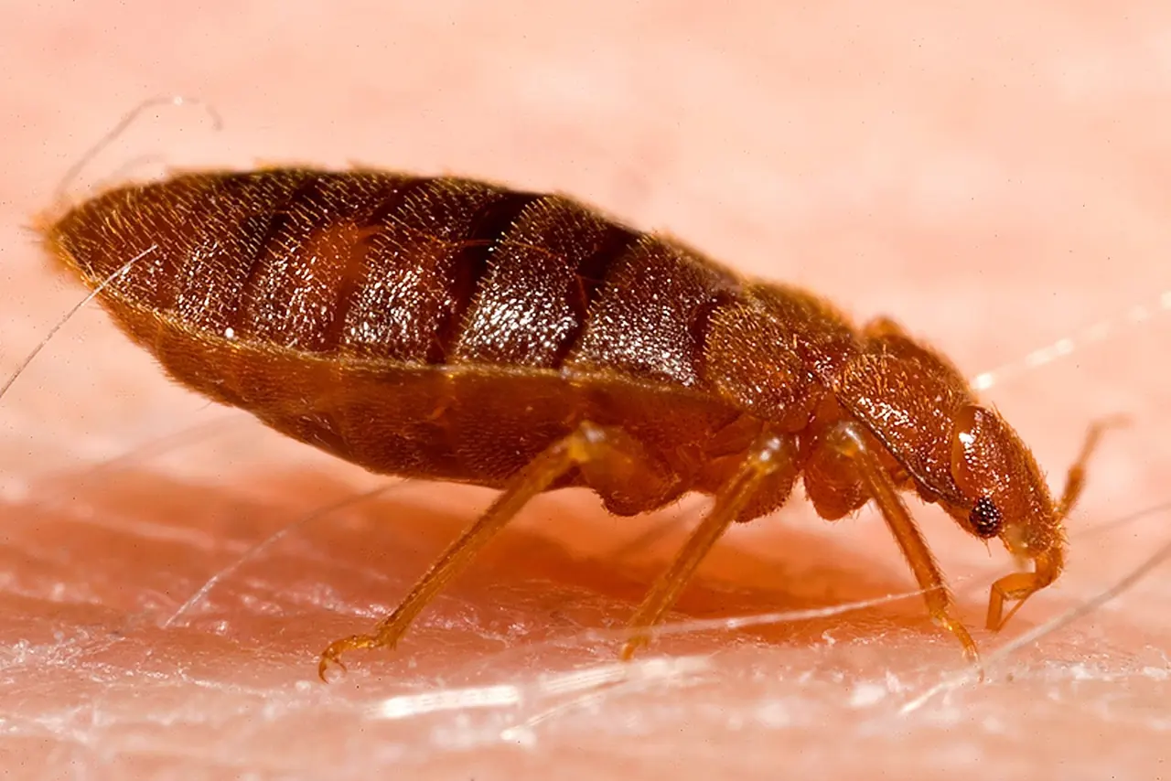 Bed Bug