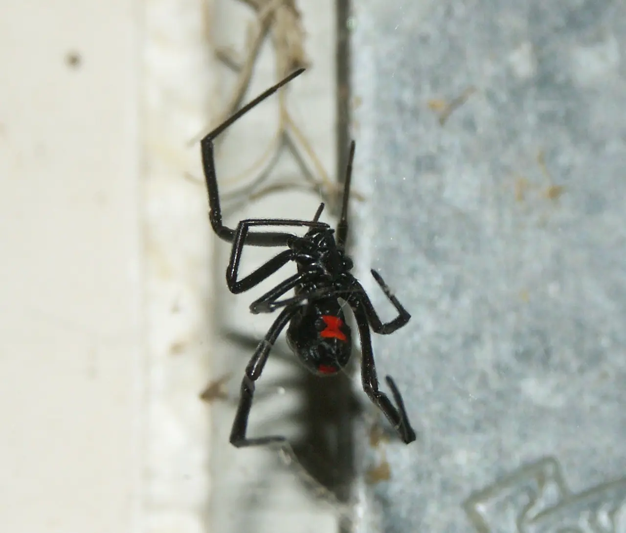 Black Widow