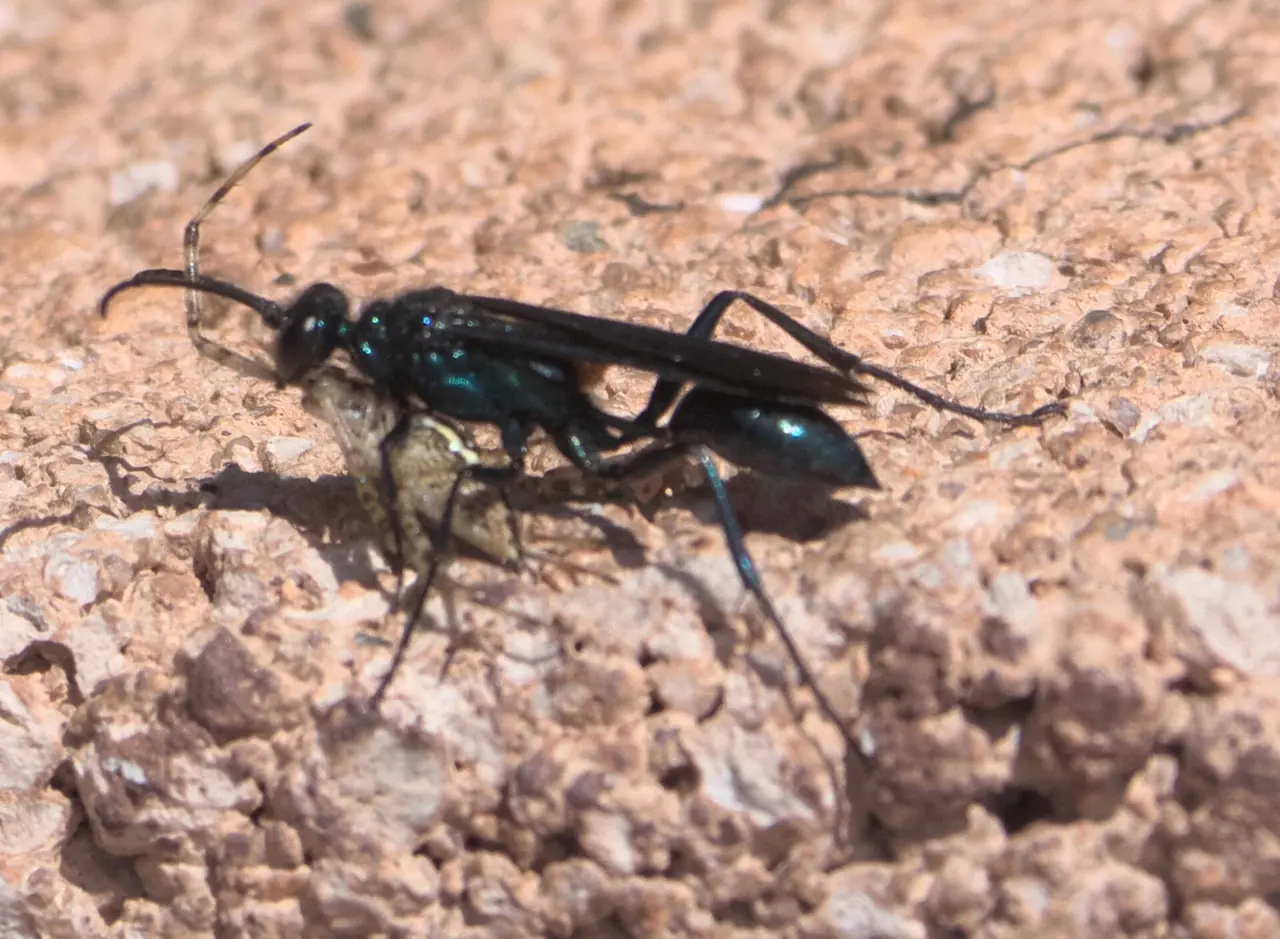Blue Mud Dauber