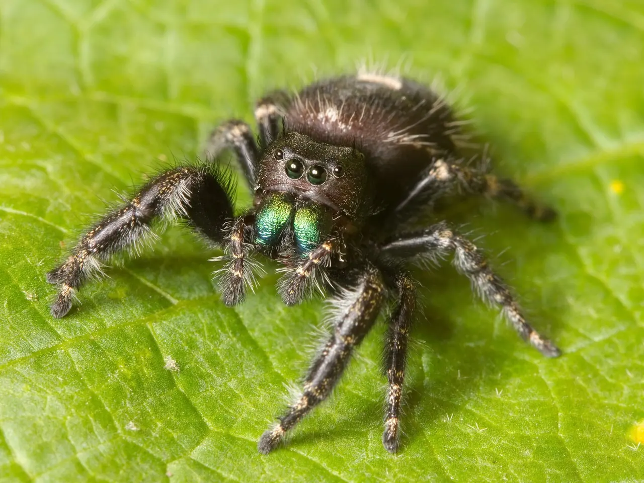 Bold Jumping Spider