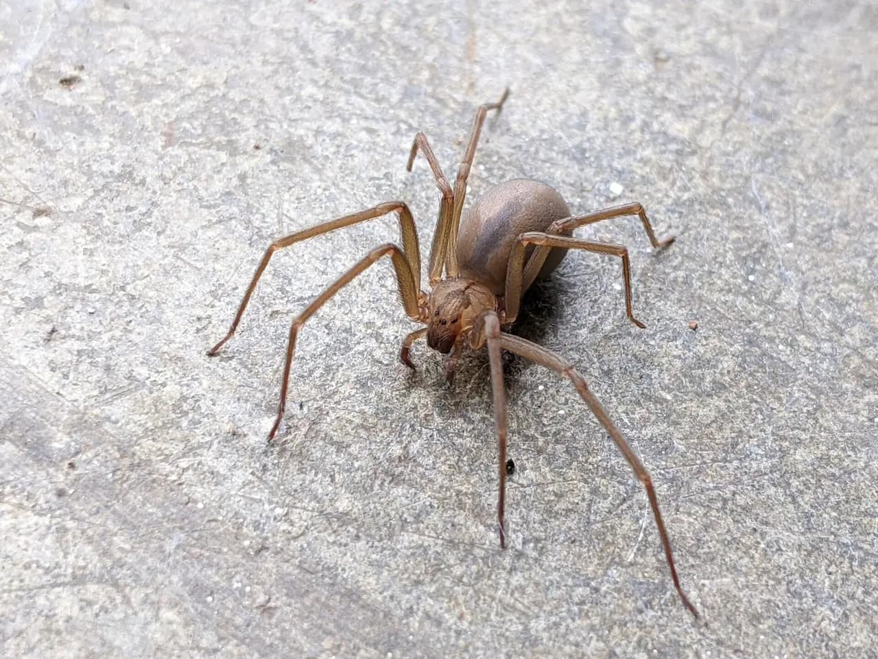 Brown Recluse