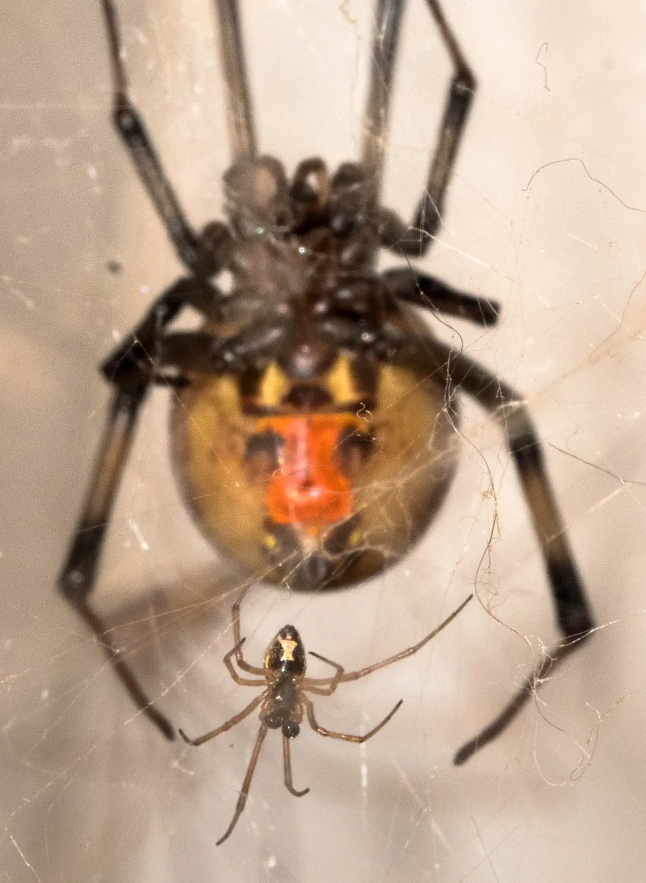Brown Widow