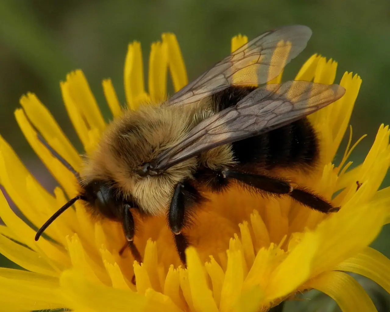 Bumble Bee