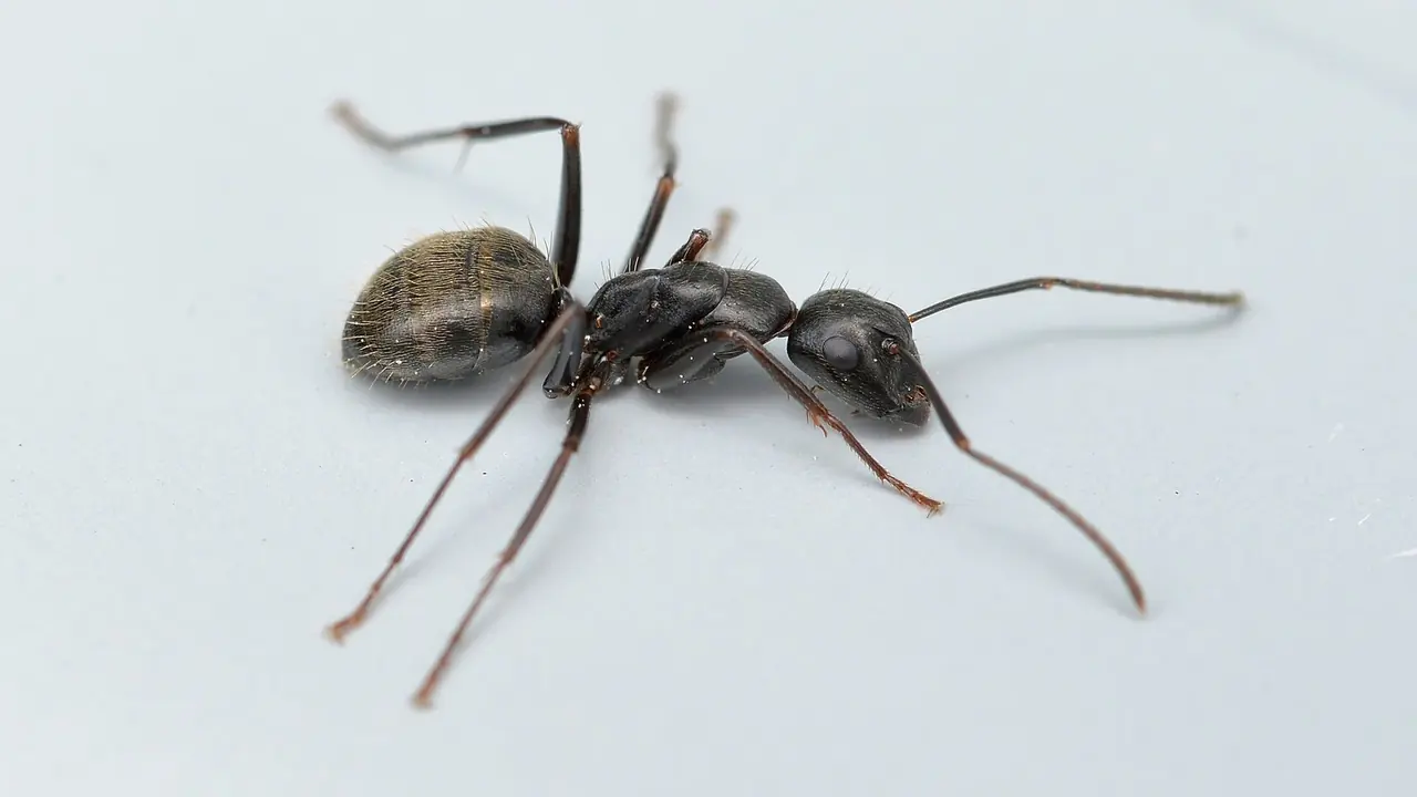 Carpenter Ant