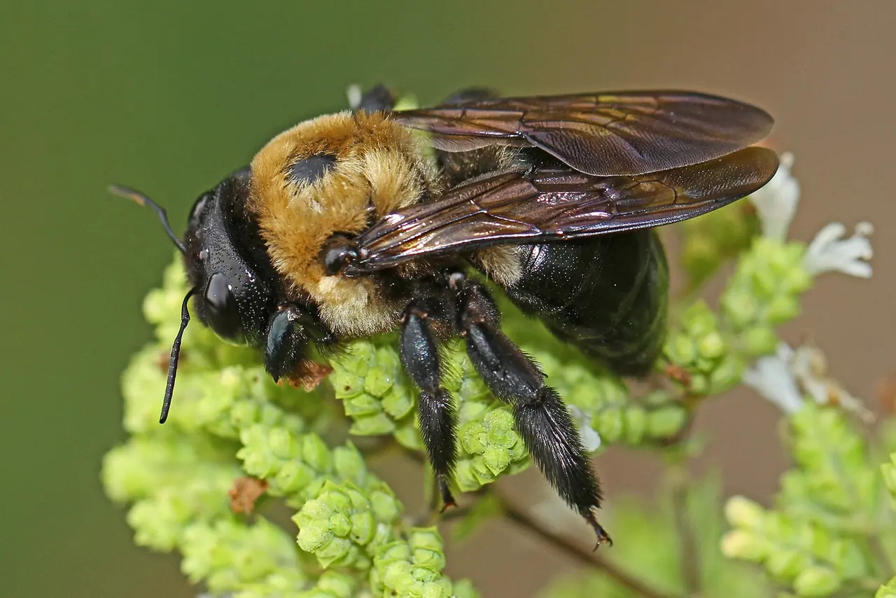Carpenter Bee