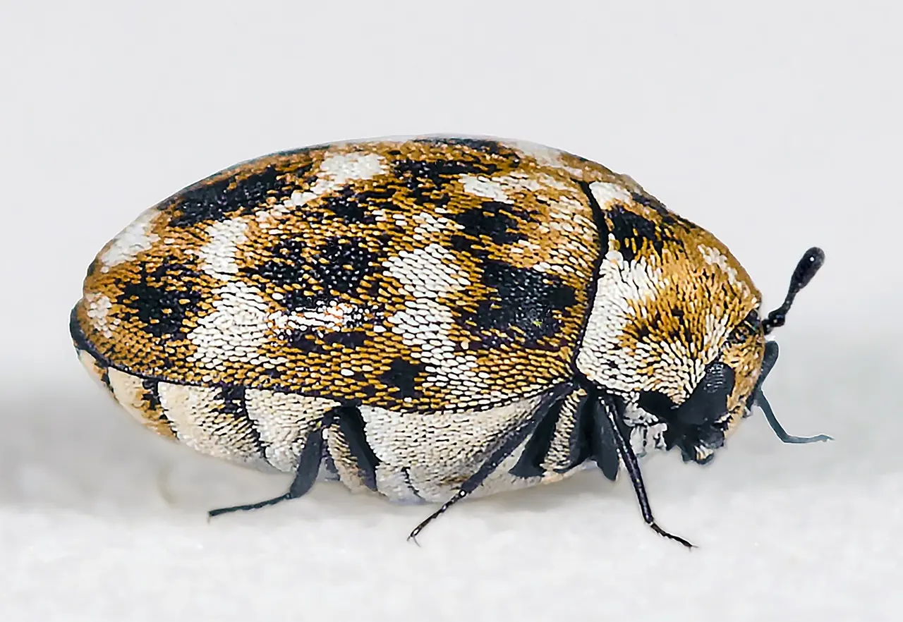 Carpet Beetle