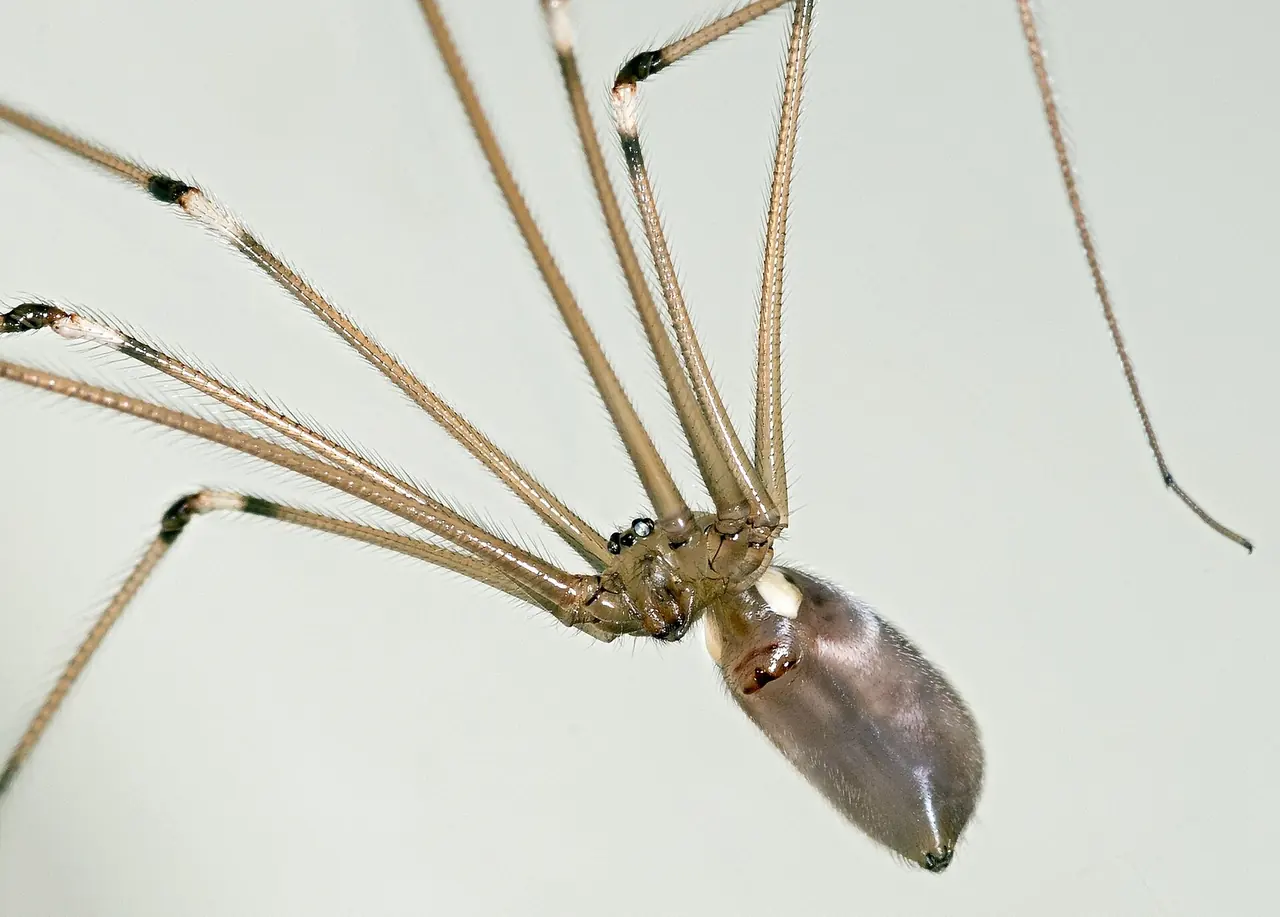 Cellar Spider