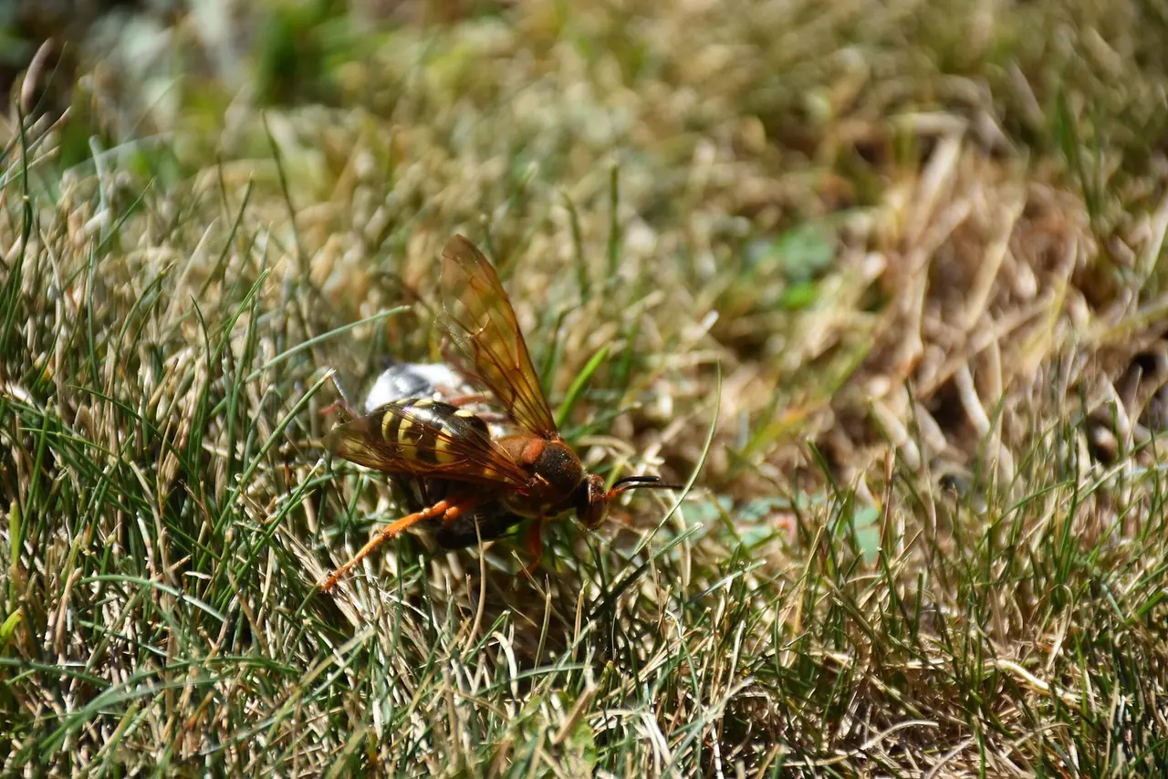 Cicada Killer