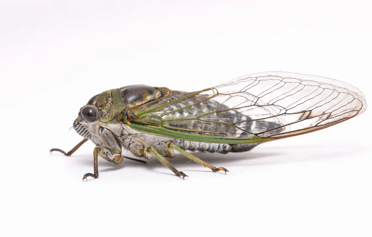 Cicada