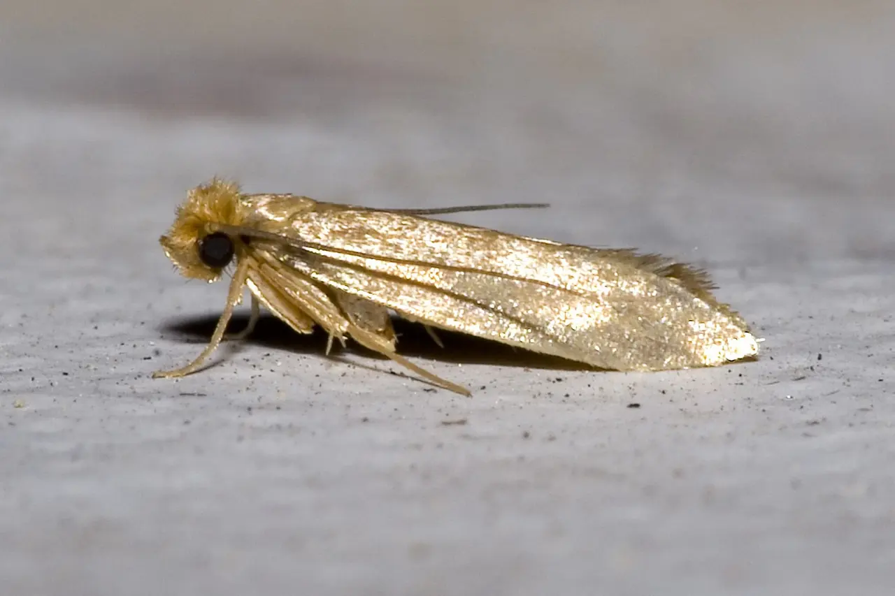 Clothes Moth