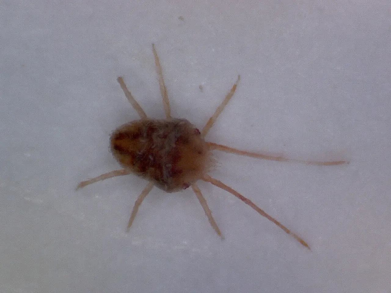 Clover Mite