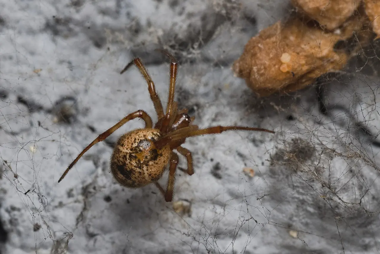Common House Spider