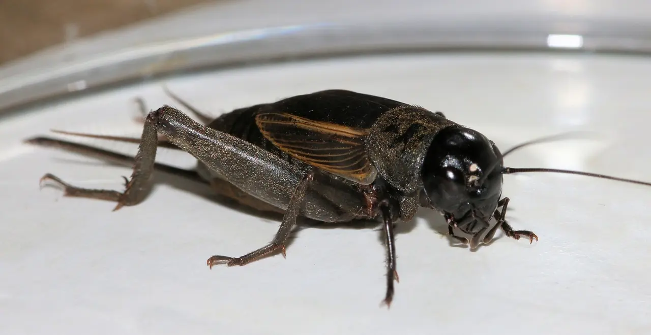 Cricket (Field & House)