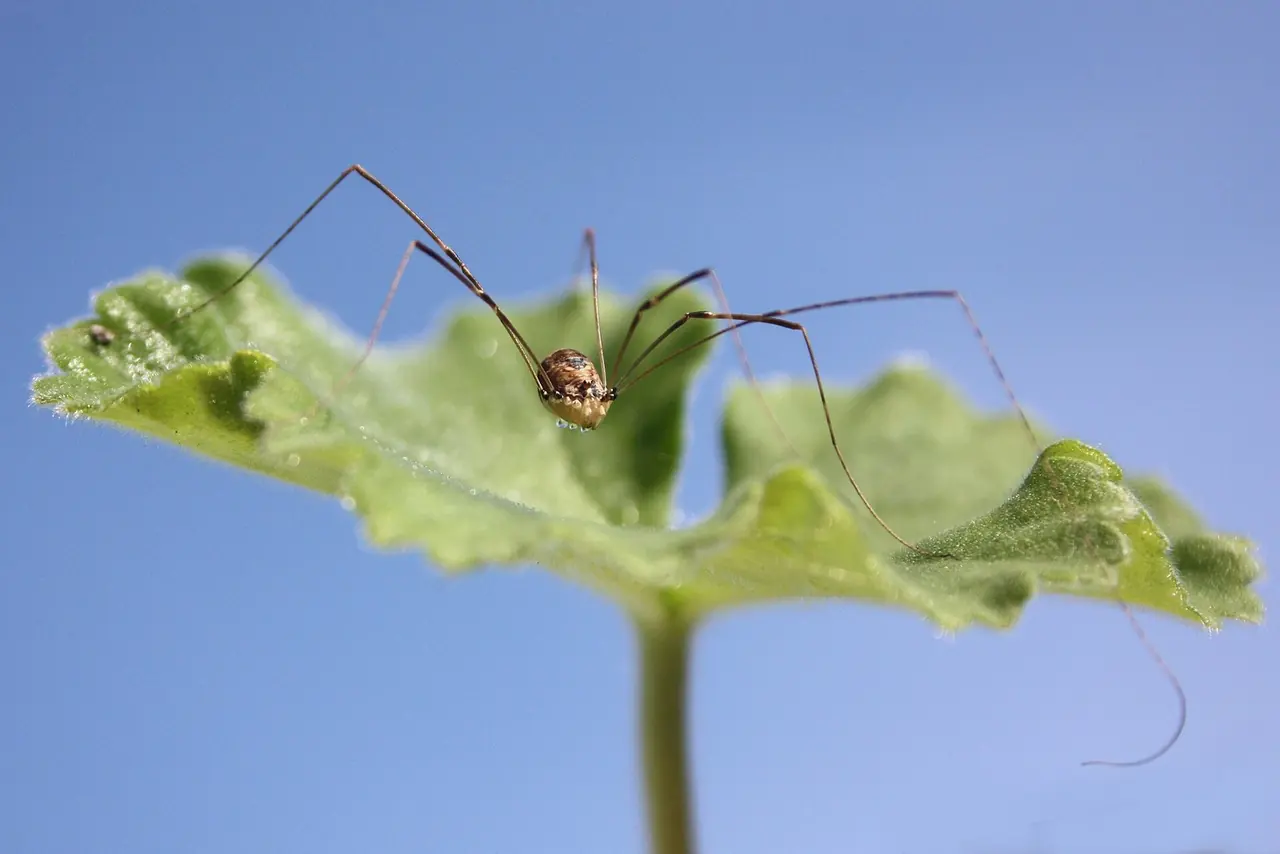 Daddy Longlegs