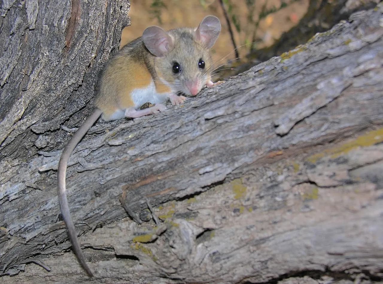 Deer Mouse