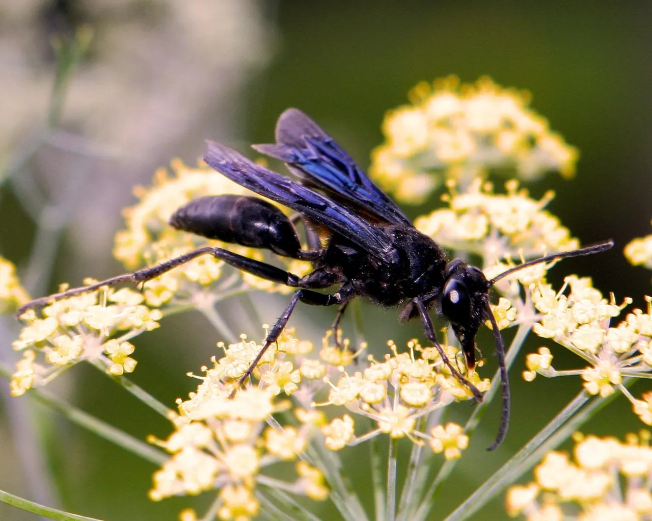 Digger Wasp