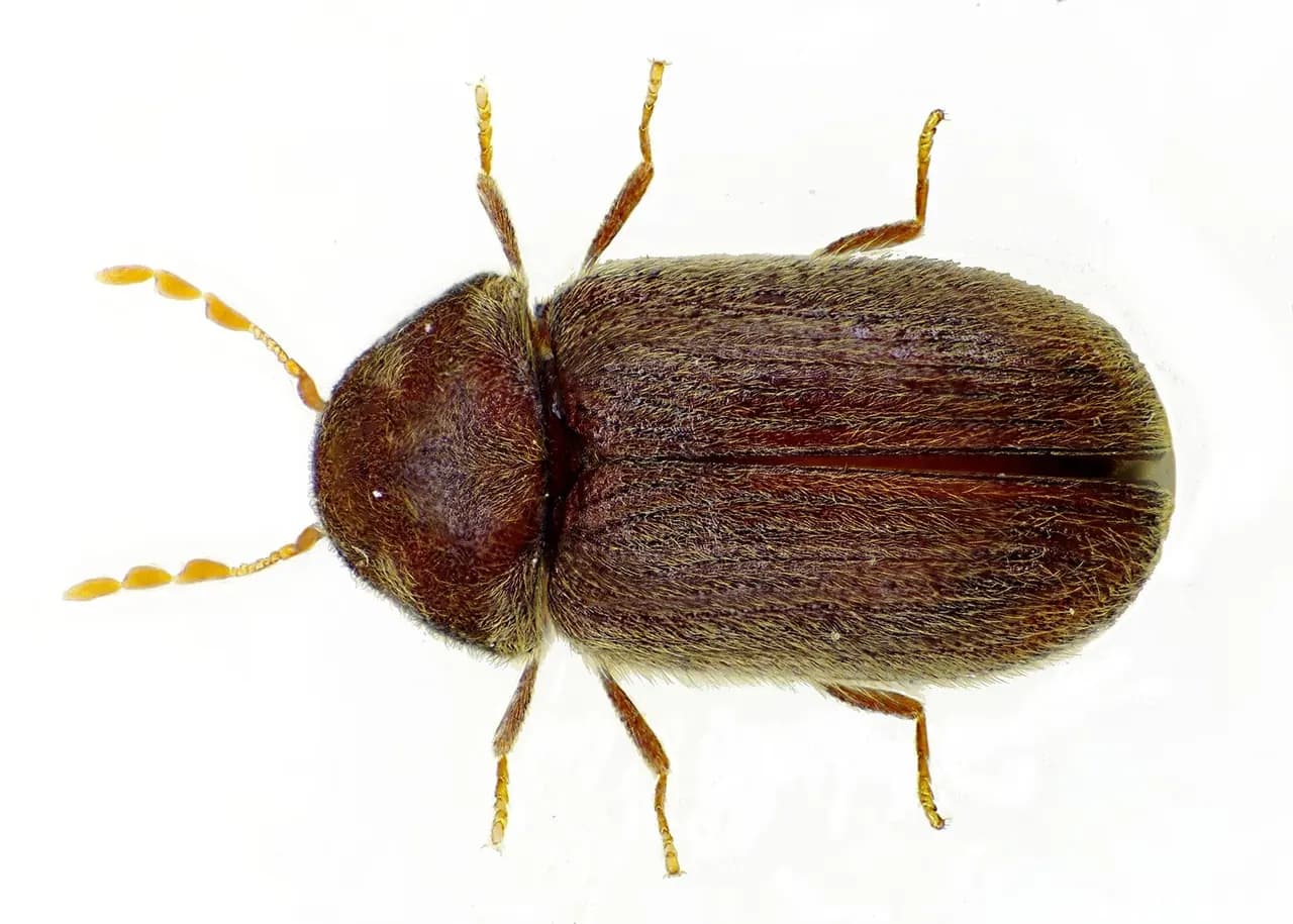 Drugstore Beetle