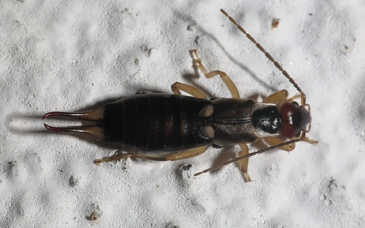 Earwig