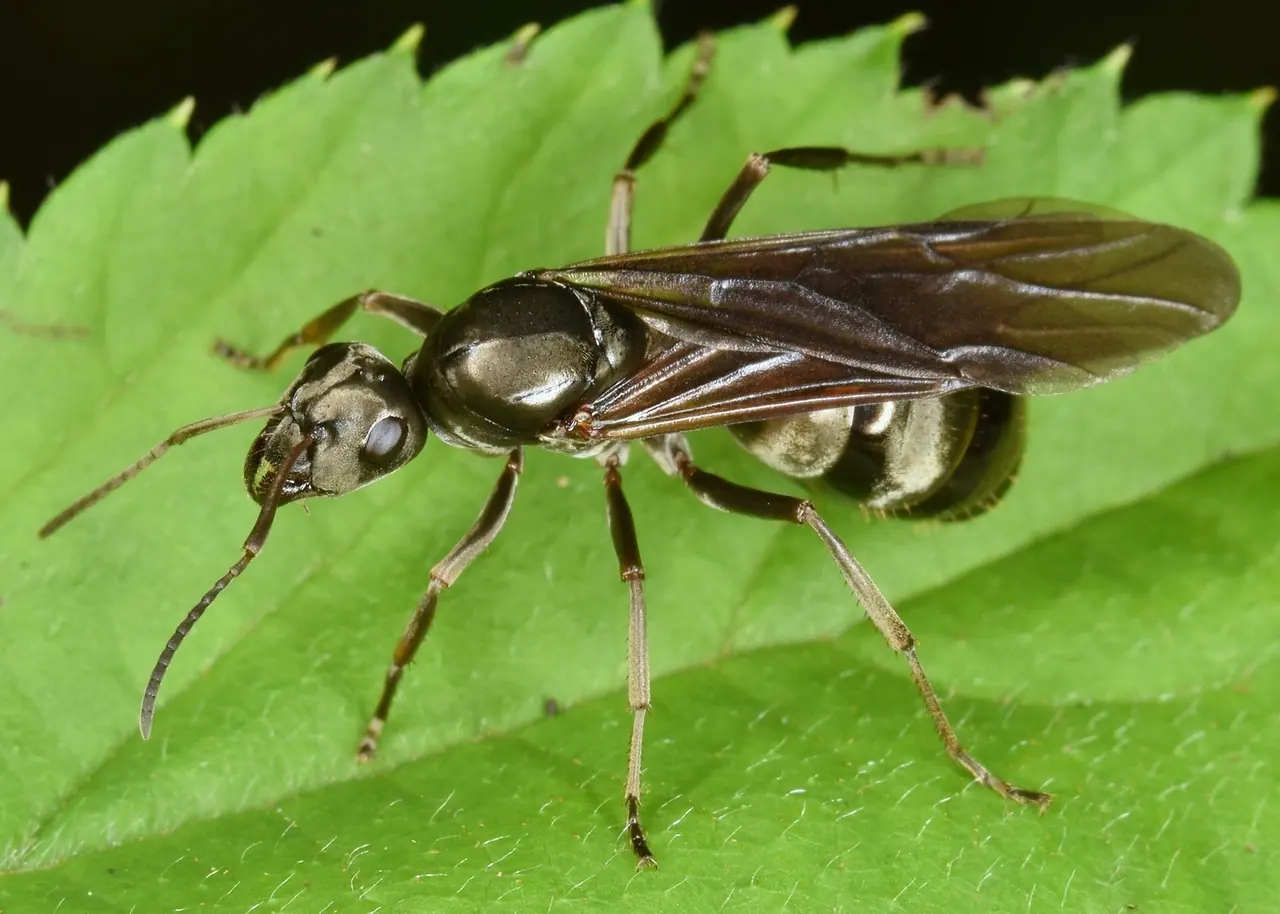 Field Ant