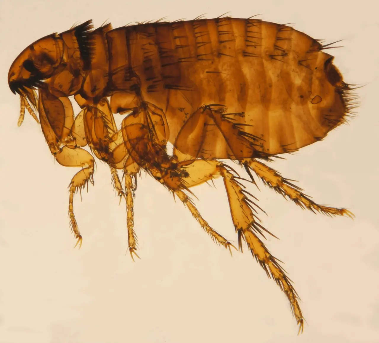 Flea — identification photo