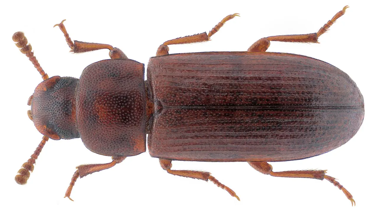 Flour Beetle